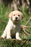 LABRADOR 1209